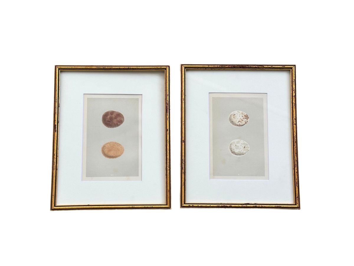 Antique Egg Prints, Framed
