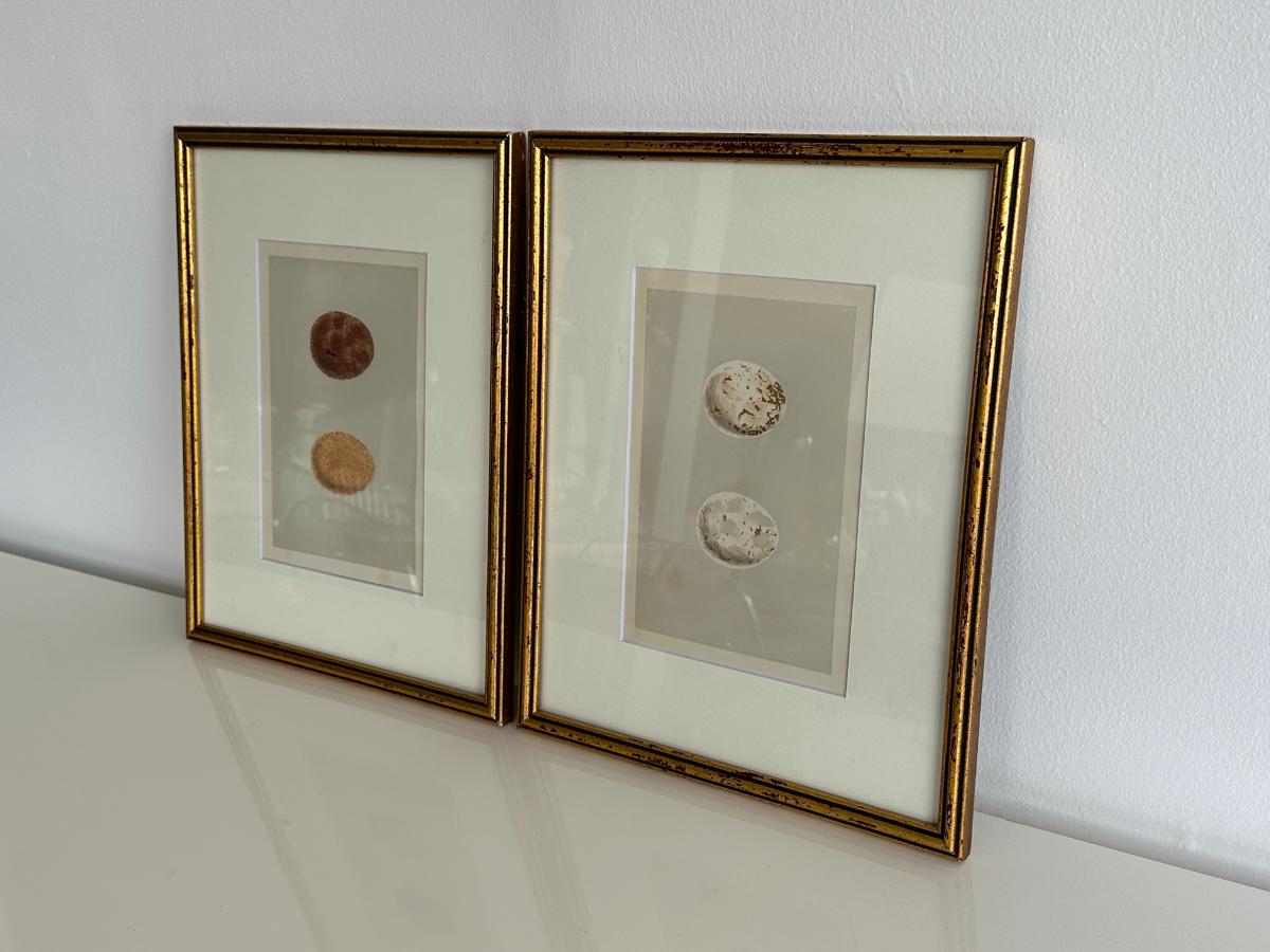 Antique Egg Prints, Framed