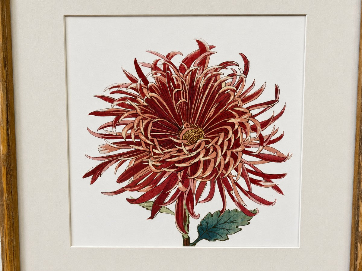 Chrysanthemum Prints, Set of 4