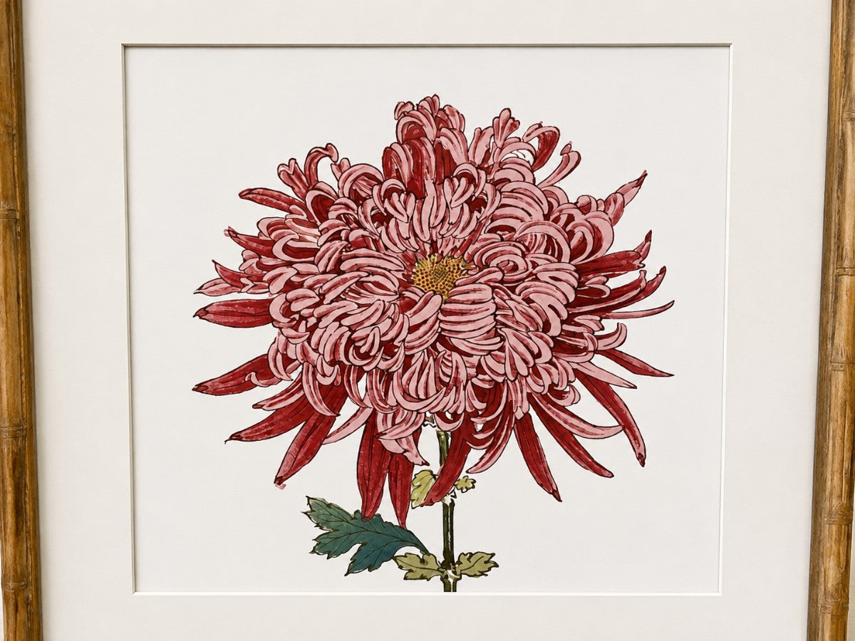 Chrysanthemum Prints, Set of 4