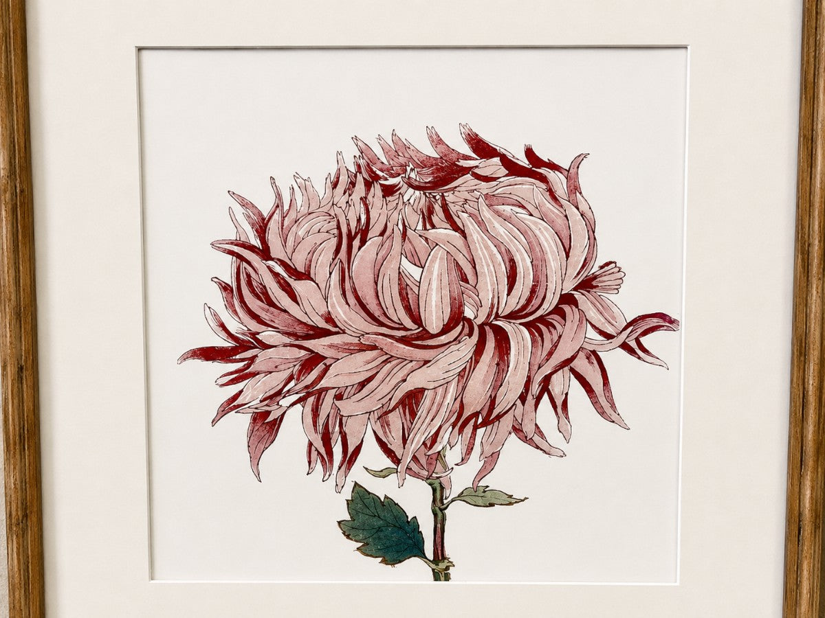 Chrysanthemum Prints, Set of 4