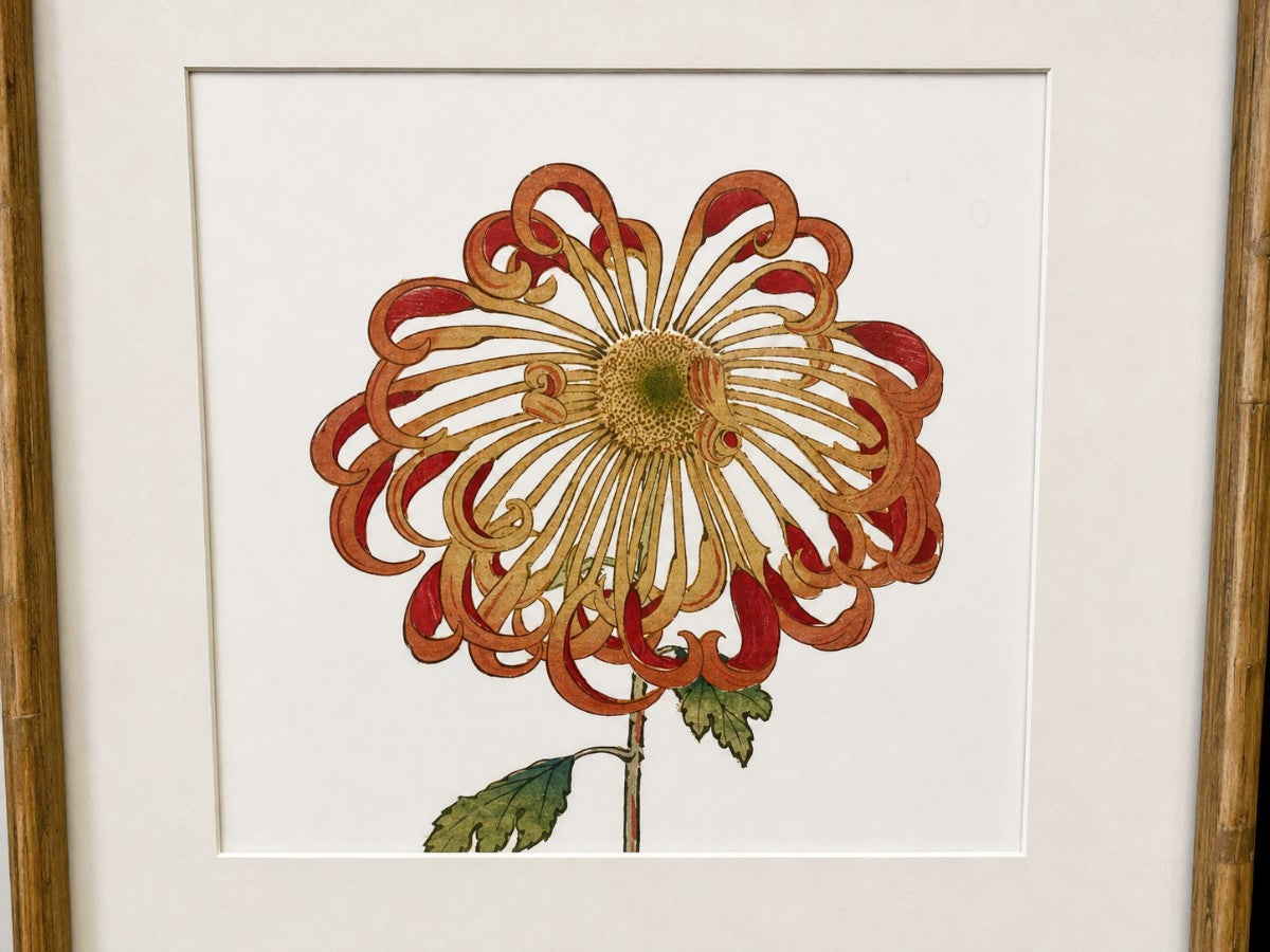 Chrysanthemum Prints, Set of 4