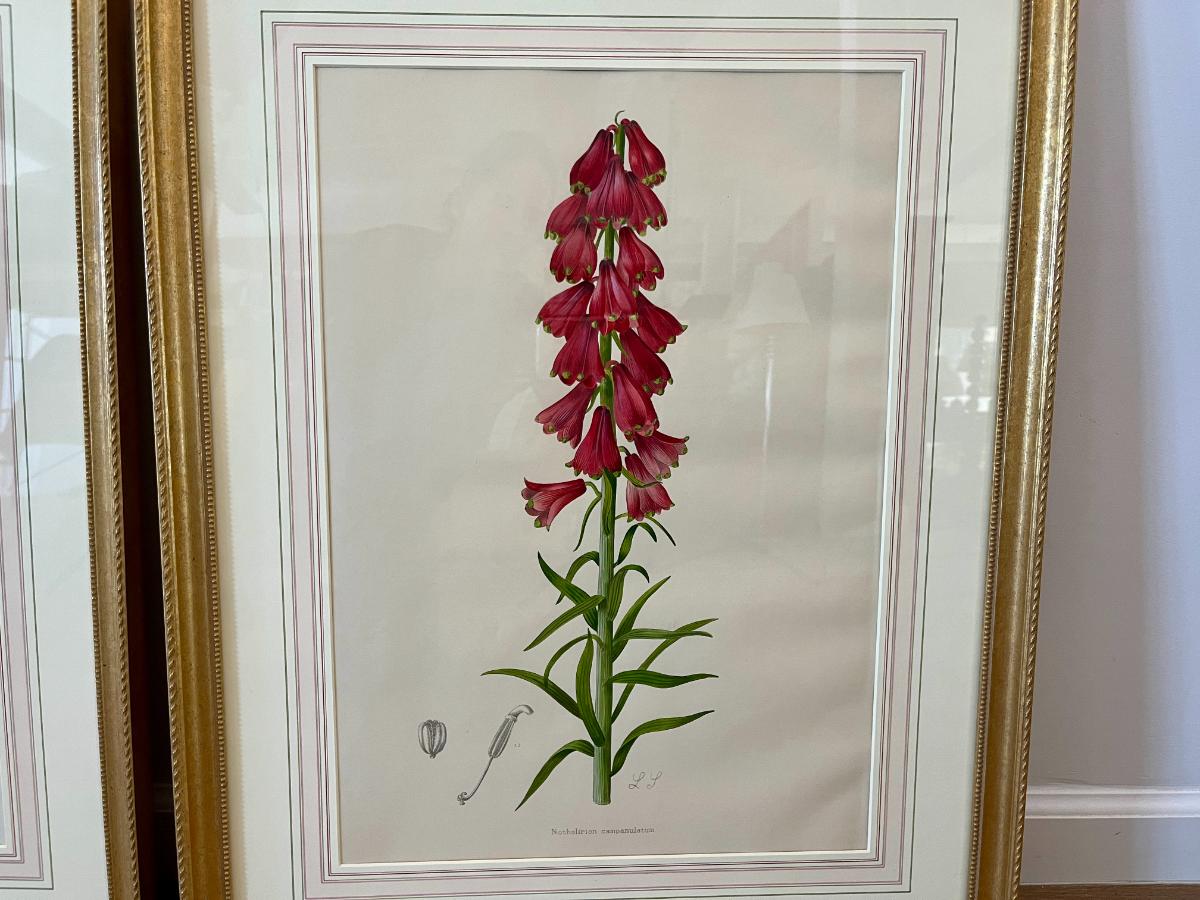 Antique Hand Colored Botanicals by Lilian Snelling, Framed, Pair