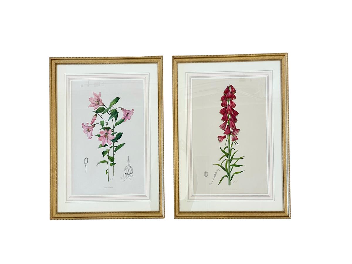 Antique Hand Colored Botanicals by Lilian Snelling, Framed, Pair