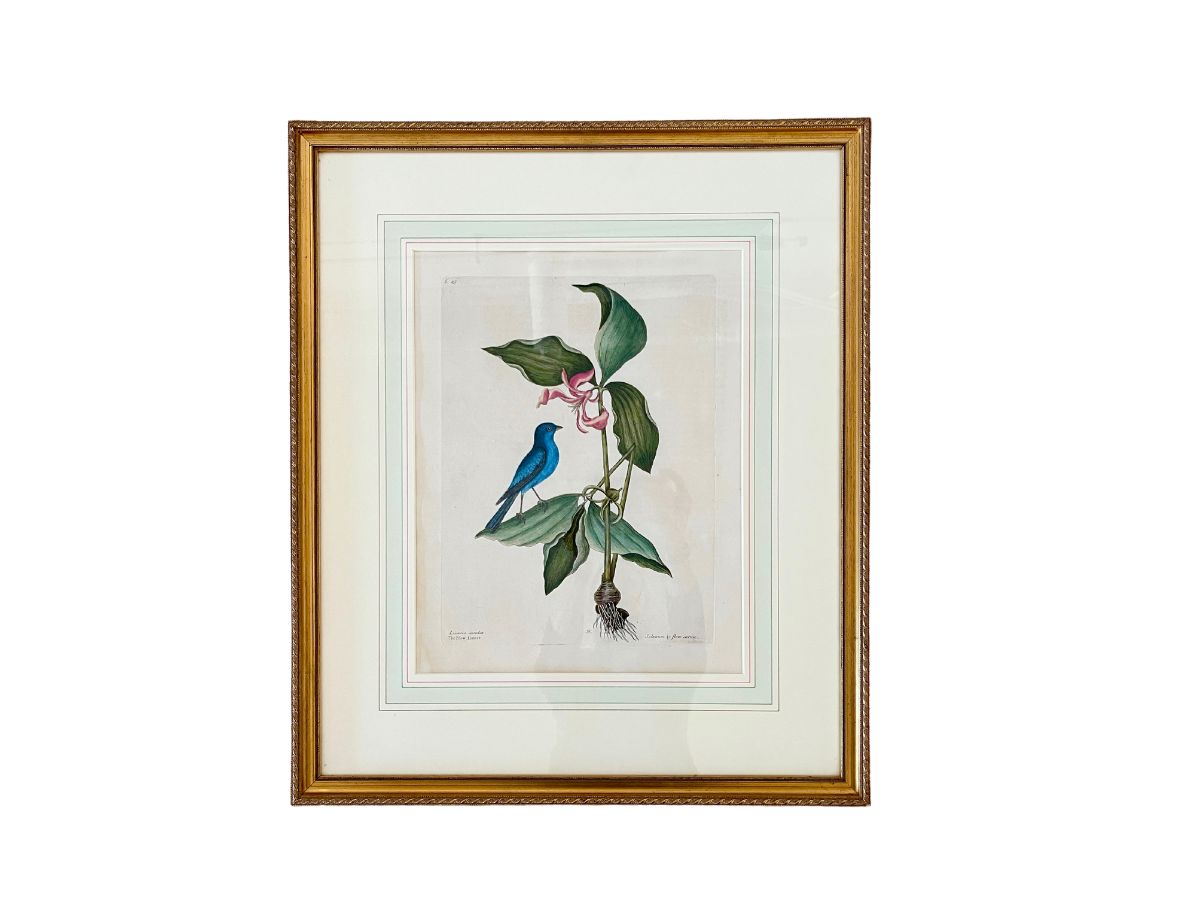 Mark Catesby Hand-Colored Lithograph, The Blue Linnet