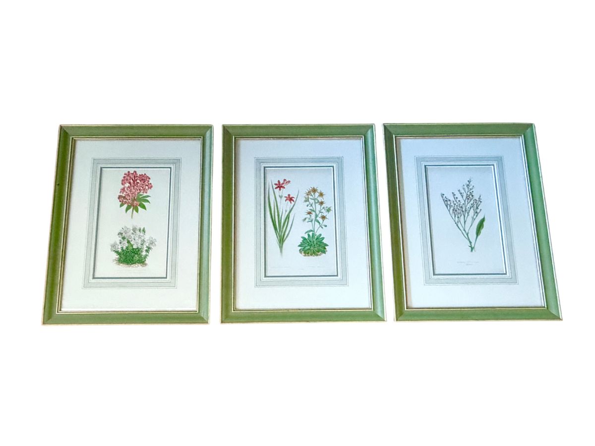 Antique David Wooster Hand Colored Lithographs, Alpine Flowers, Set of 3