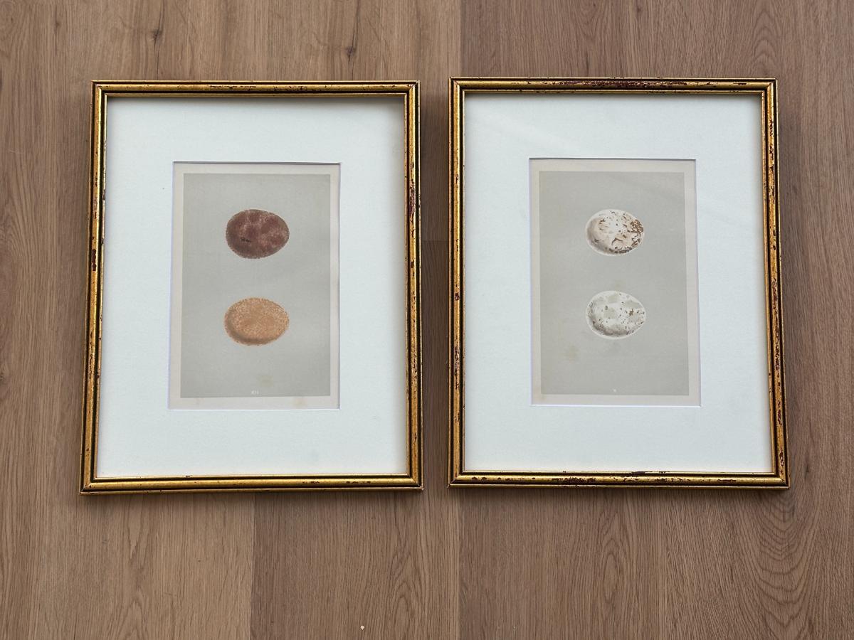 Antique Egg Prints, Framed