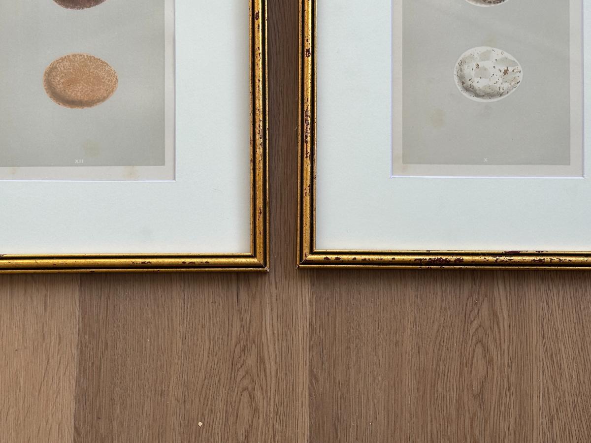 Antique Egg Prints, Framed