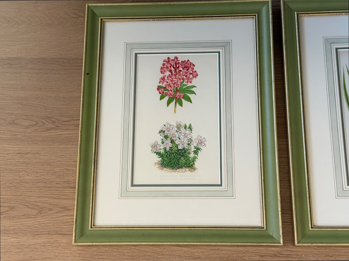 Antique David Wooster Hand Colored Lithographs, Alpine Flowers, Set of 3
