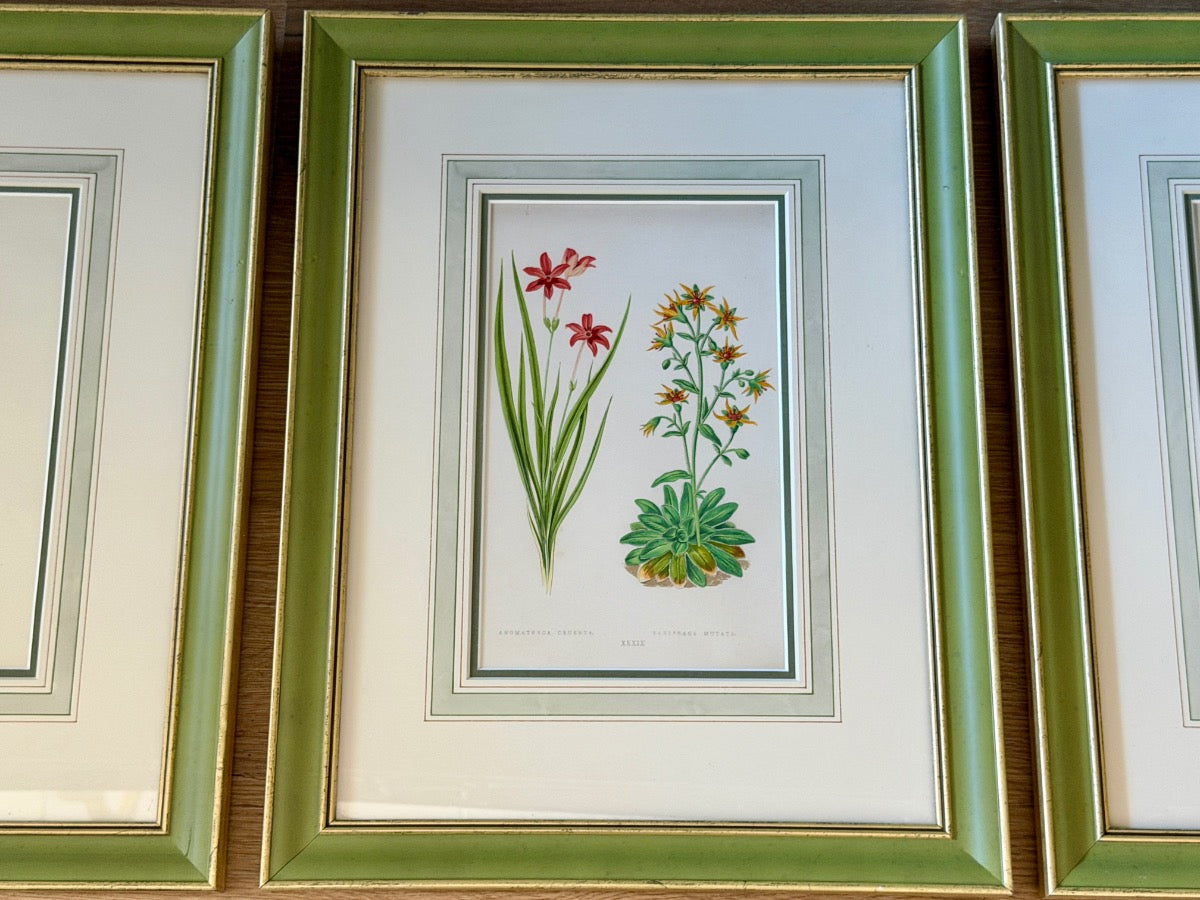Antique David Wooster Hand Colored Lithographs, Alpine Flowers, Set of 3