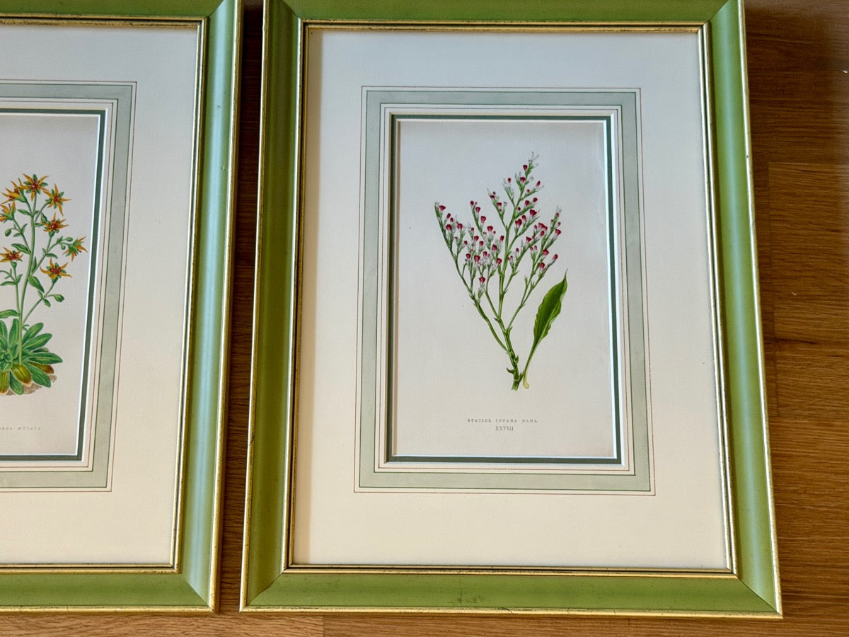 Antique David Wooster Hand Colored Lithographs, Alpine Flowers, Set of 3