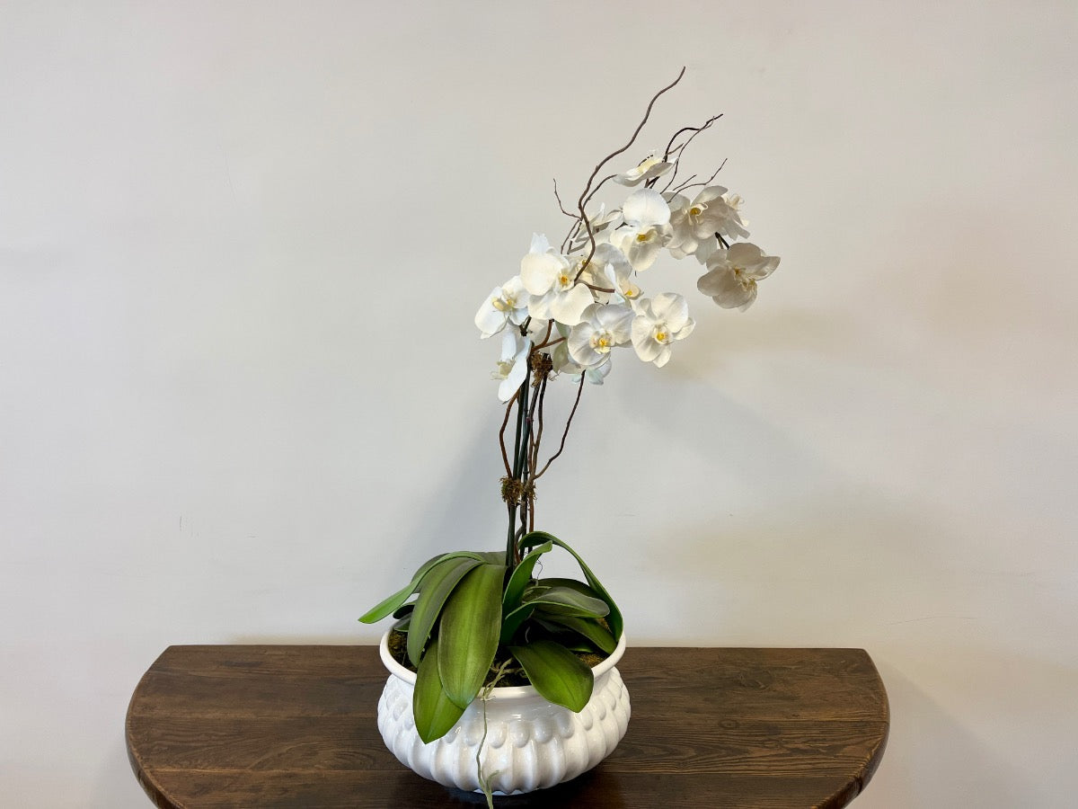 Faux Phalaenopsis Orchid