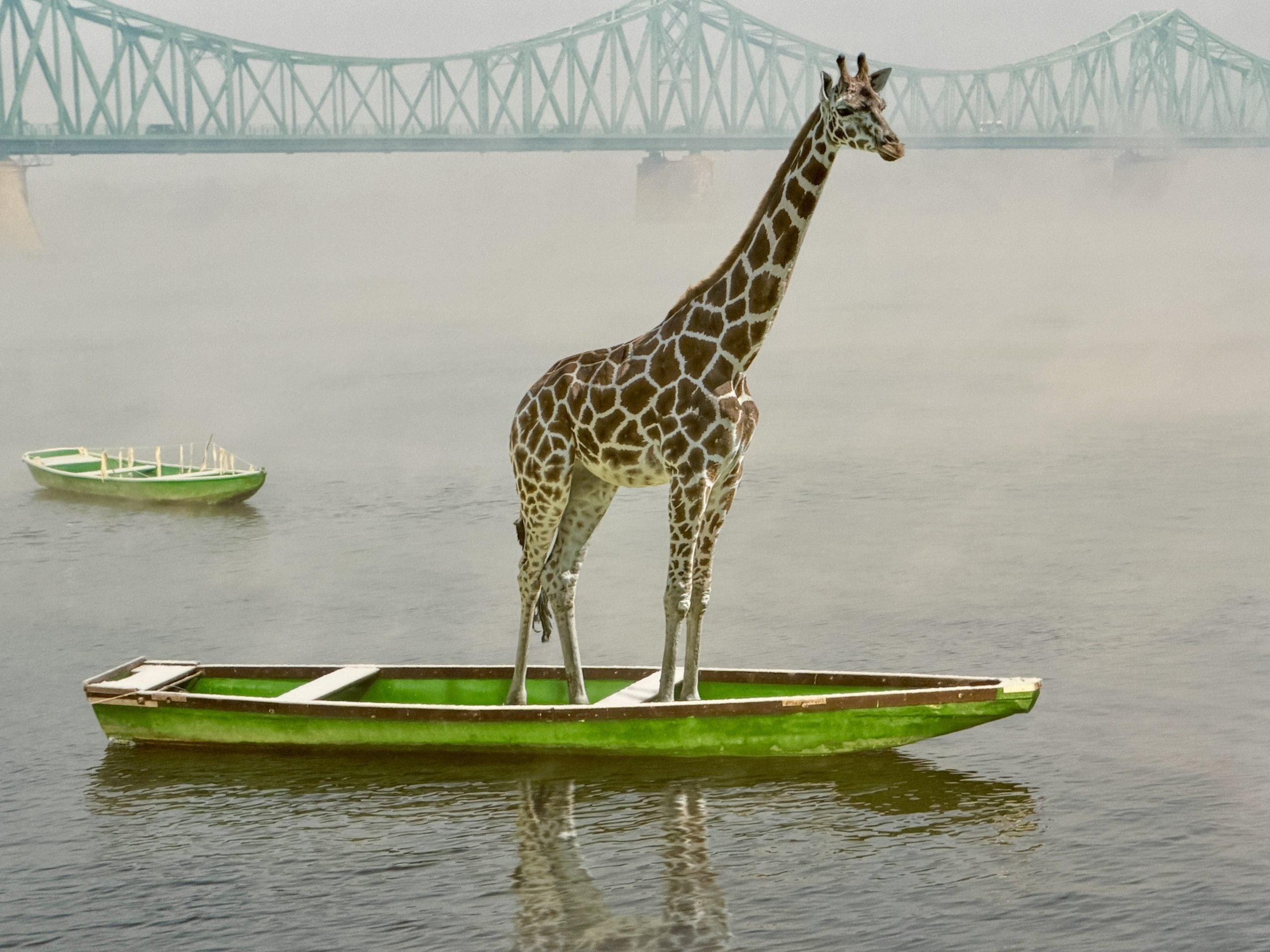 Giraffe on a Boat Photograph by Dariusz Klimczak