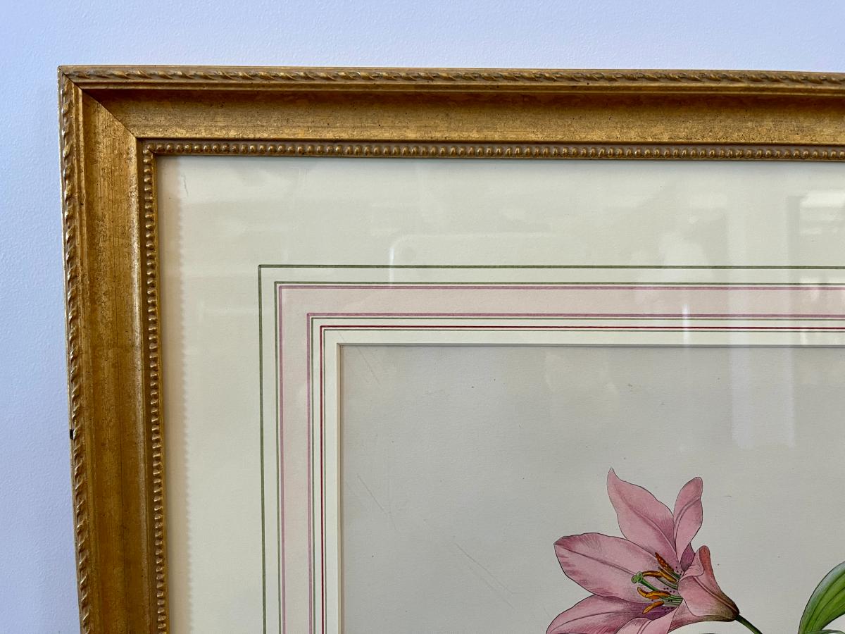 Antique Hand Colored Botanicals by Lilian Snelling, Framed, Pair