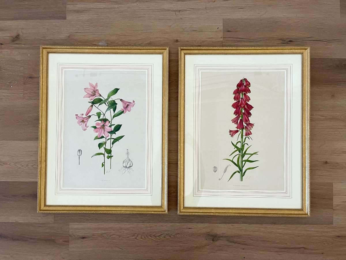 Antique Hand Colored Botanicals by Lilian Snelling, Framed, Pair