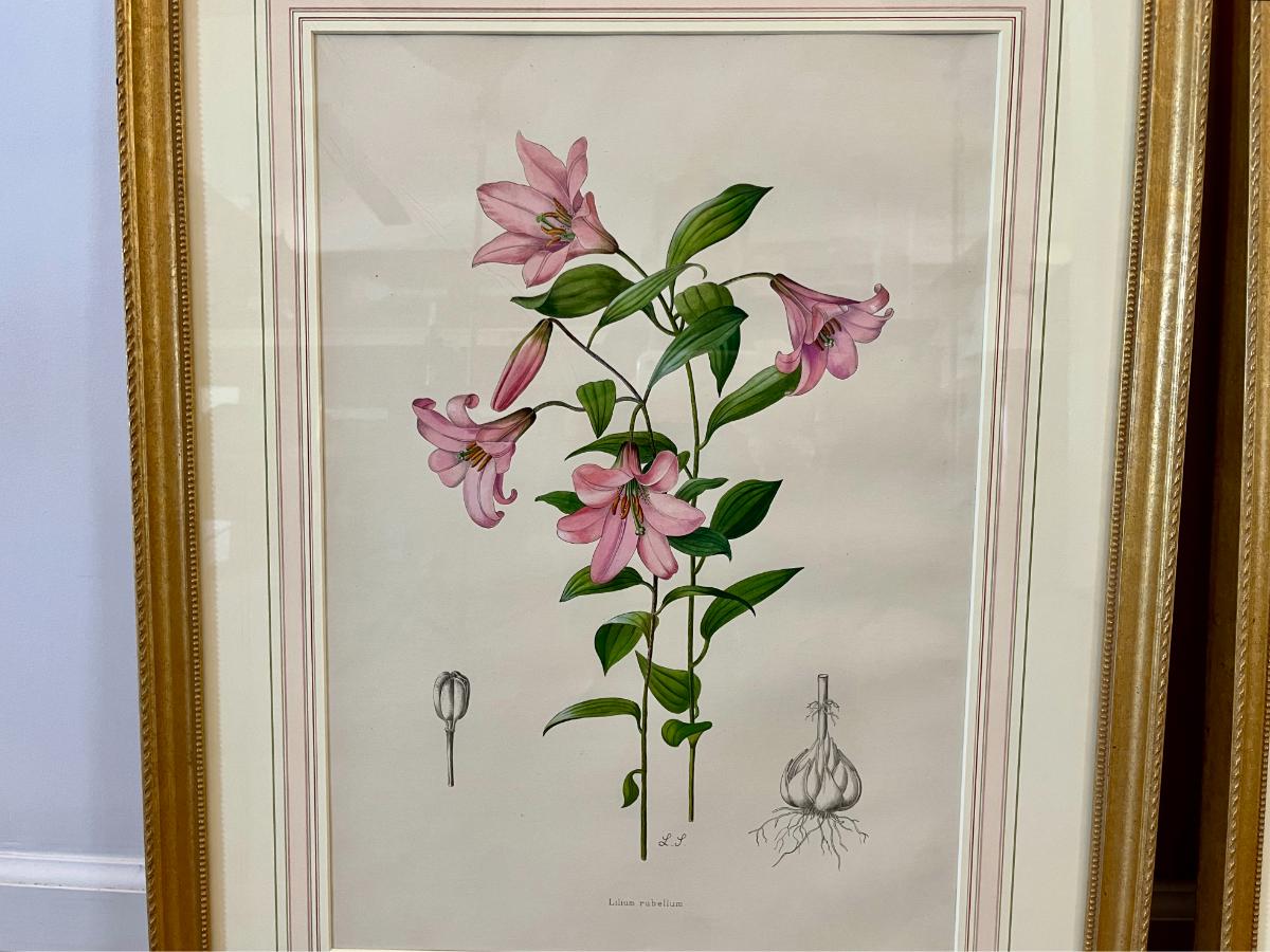 Antique Hand Colored Botanicals by Lilian Snelling, Framed, Pair