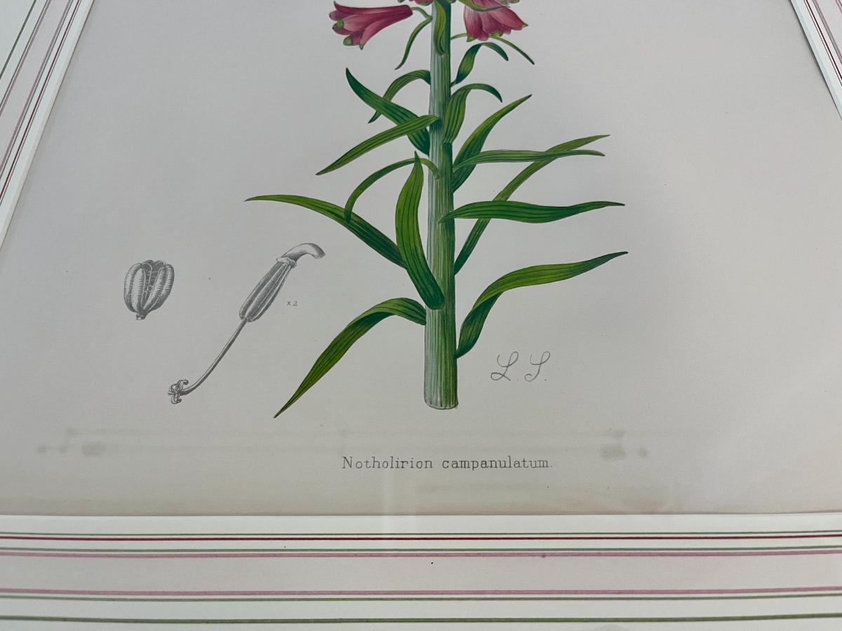 Antique Hand Colored Botanicals by Lilian Snelling, Framed, Pair