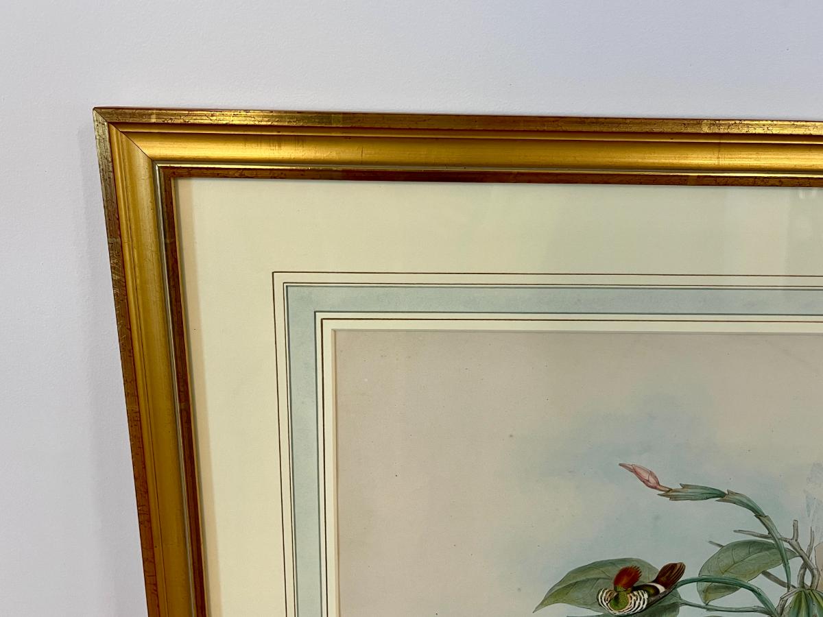 19th Century John Gould & H.C. Richter Hand-Colored Bird Lithographs, Framed, Set of 3