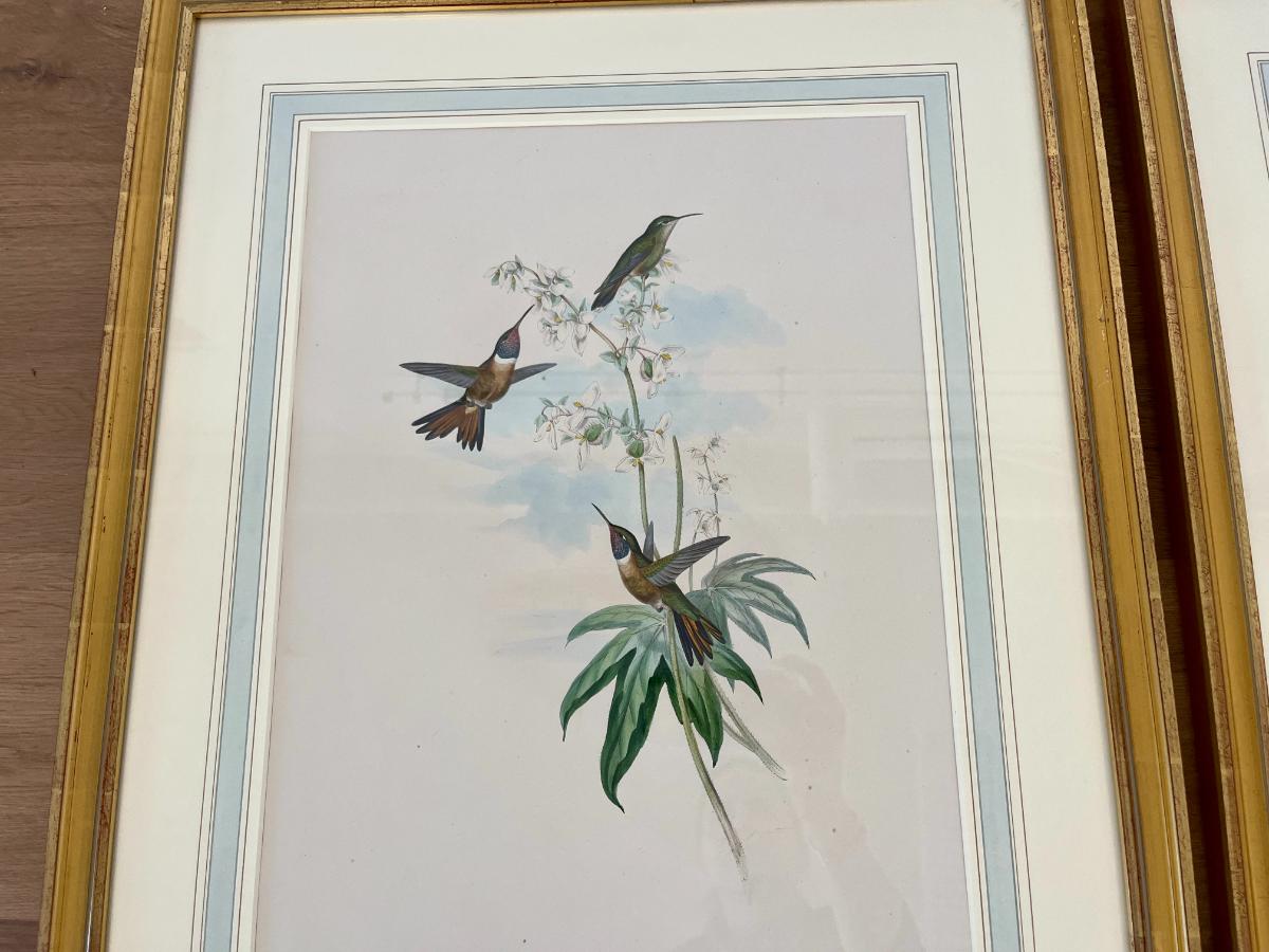 19th Century John Gould & H.C. Richter Hand-Colored Bird Lithographs, Framed, Set of 3