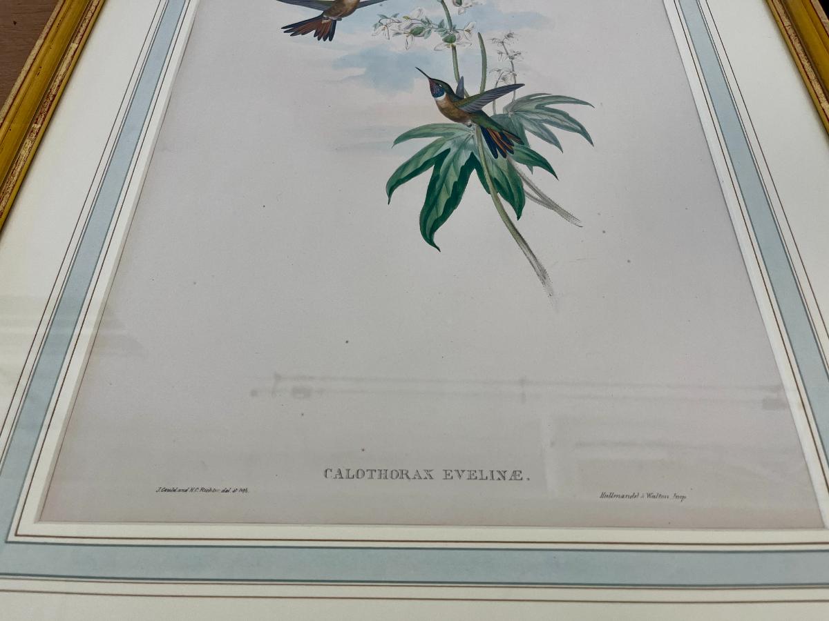 19th Century John Gould & H.C. Richter Hand-Colored Bird Lithographs, Framed, Set of 3