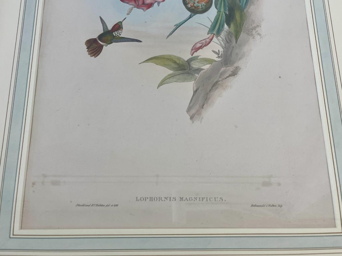 19th Century John Gould & H.C. Richter Hand-Colored Bird Lithographs, Framed, Set of 3