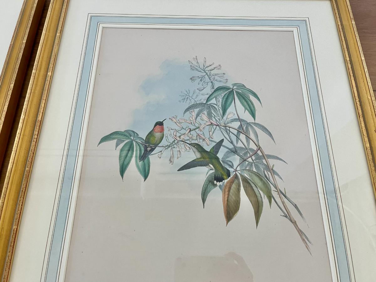 19th Century John Gould & H.C. Richter Hand-Colored Bird Lithographs, Framed, Set of 3