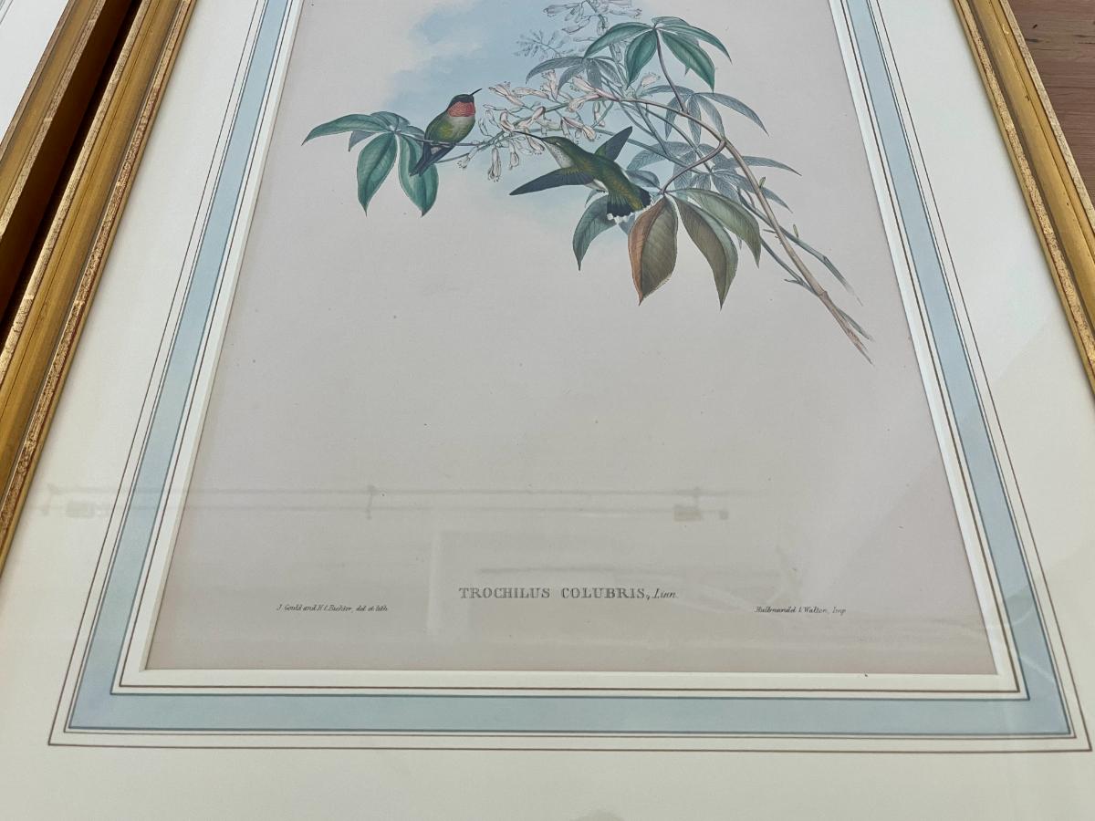 19th Century John Gould & H.C. Richter Hand-Colored Bird Lithographs, Framed, Set of 3