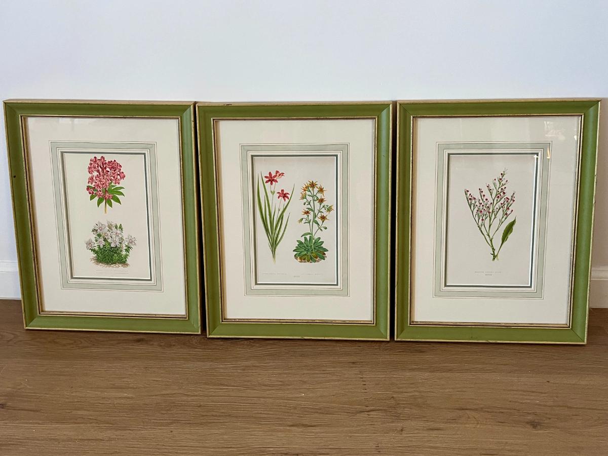 Antique David Wooster Hand Colored Lithographs, Alpine Flowers, Set of 3