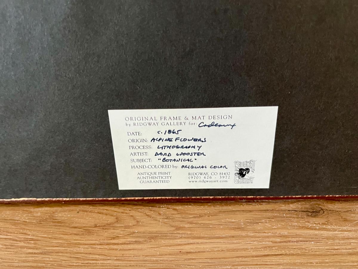 Antique David Wooster Hand Colored Lithographs, Alpine Flowers, Set of 3