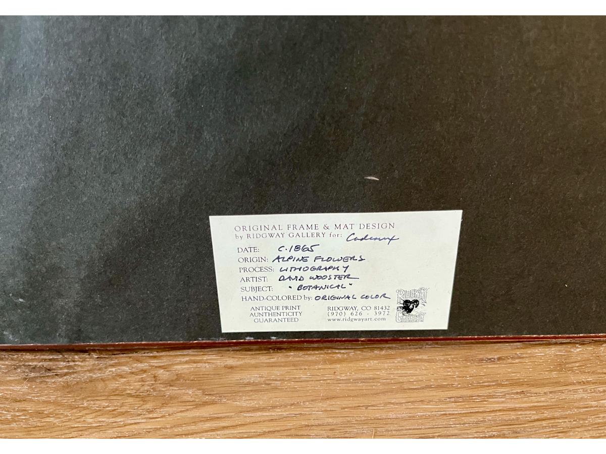 Antique David Wooster Hand Colored Lithographs, Alpine Flowers, Set of 3