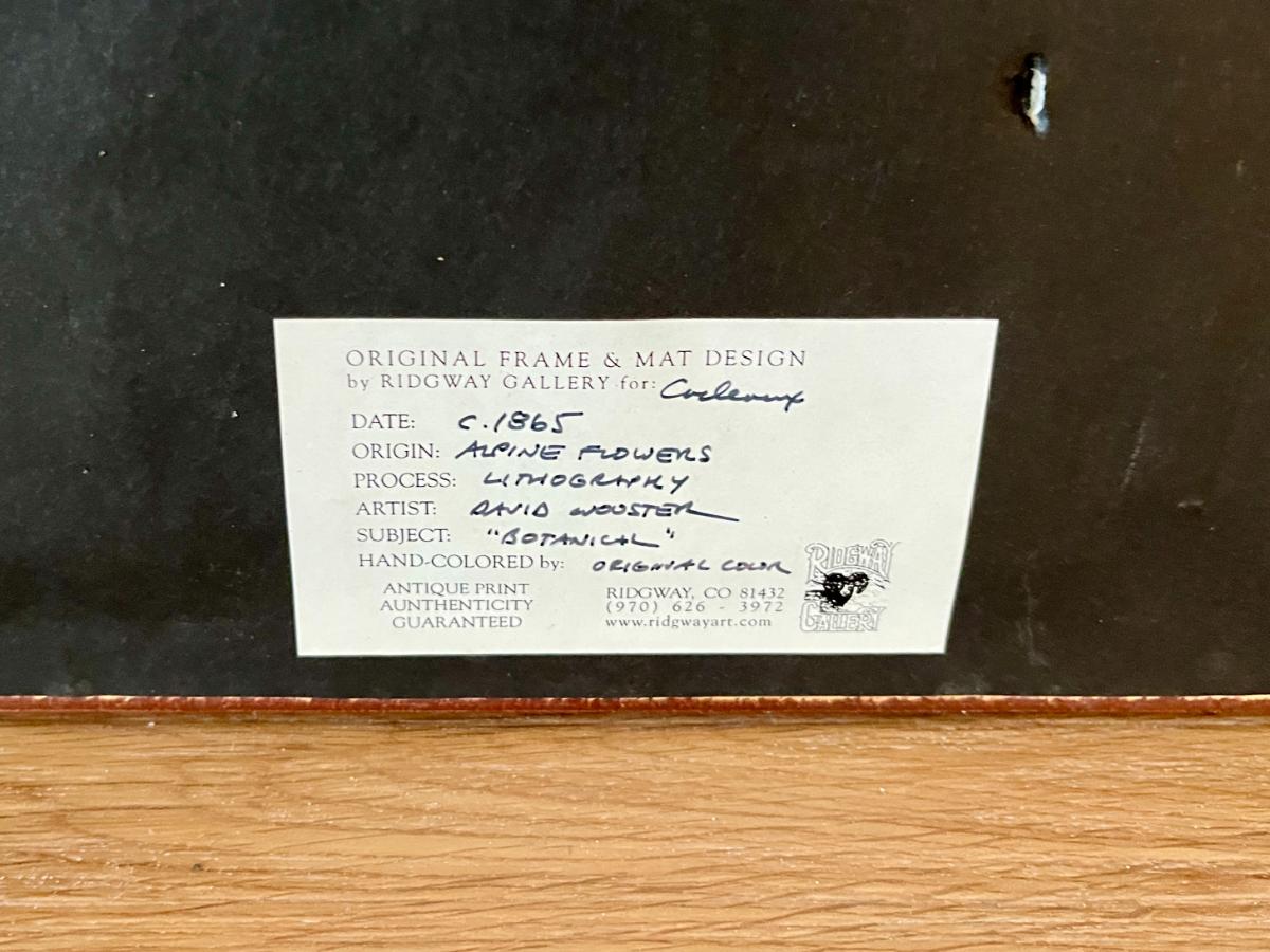 Antique David Wooster Hand Colored Lithographs, Alpine Flowers, Set of 3