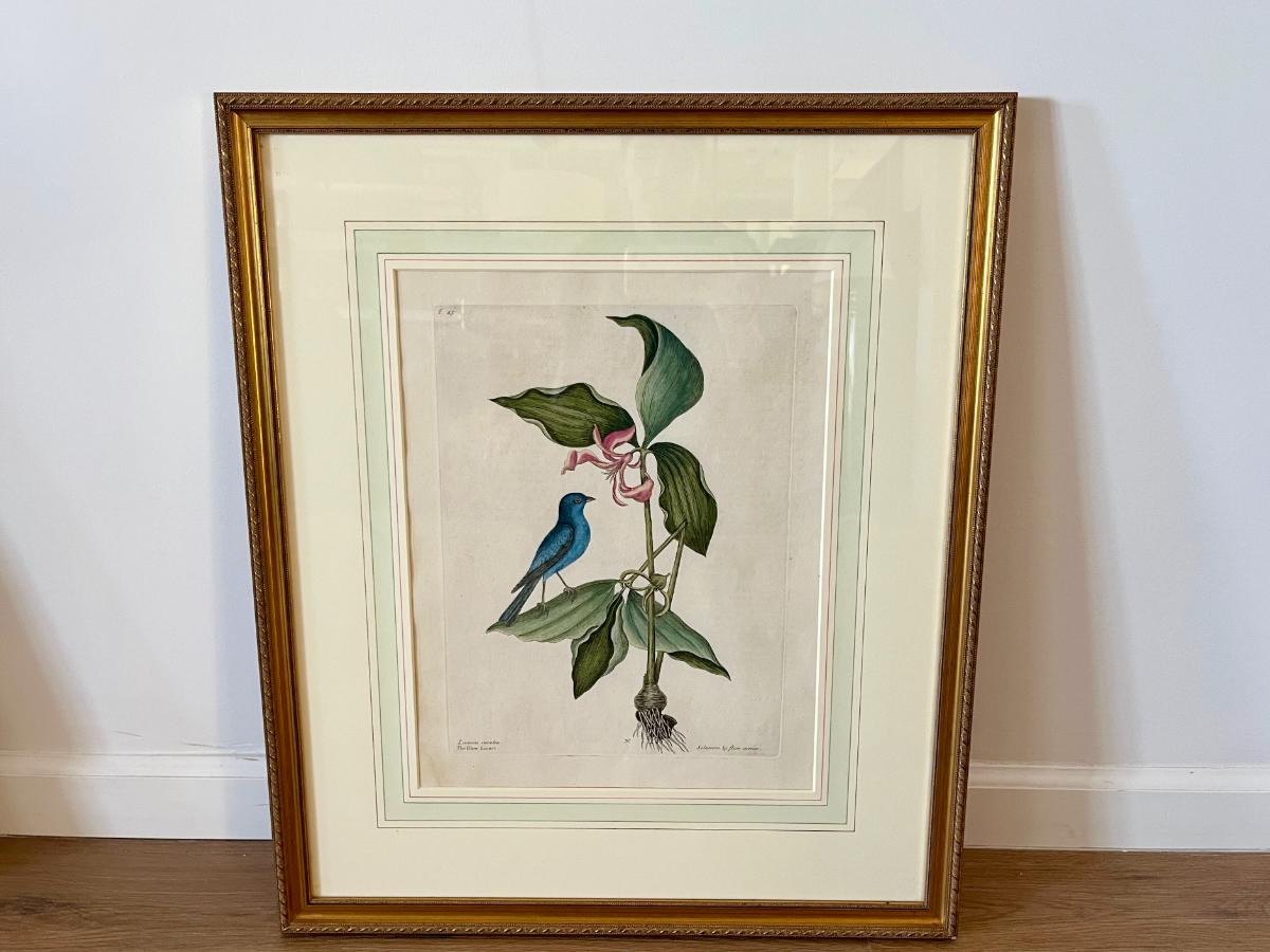 Mark Catesby Hand-Colored Lithograph, The Blue Linnet