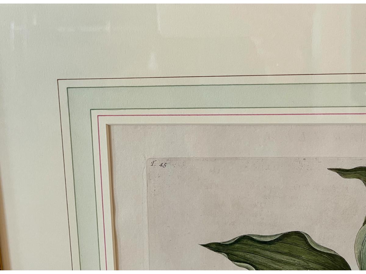 Mark Catesby Hand-Colored Lithograph, The Blue Linnet