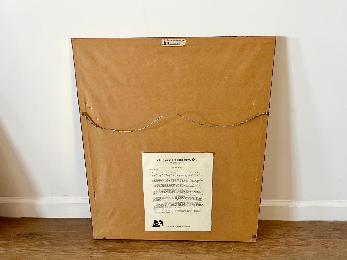 Mark Catesby Hand-Colored Lithograph, The Blue Linnet