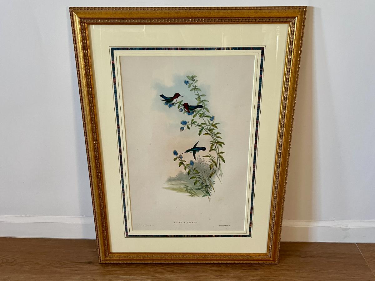 John Gould & H.C. Richter Original Hand-Colored Lithograph, Family of Hummingbirds