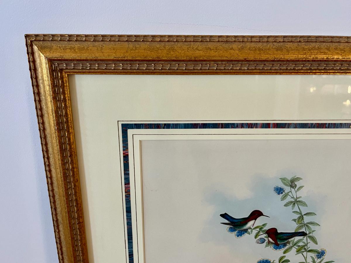 John Gould & H.C. Richter Original Hand-Colored Lithograph, Family of Hummingbirds