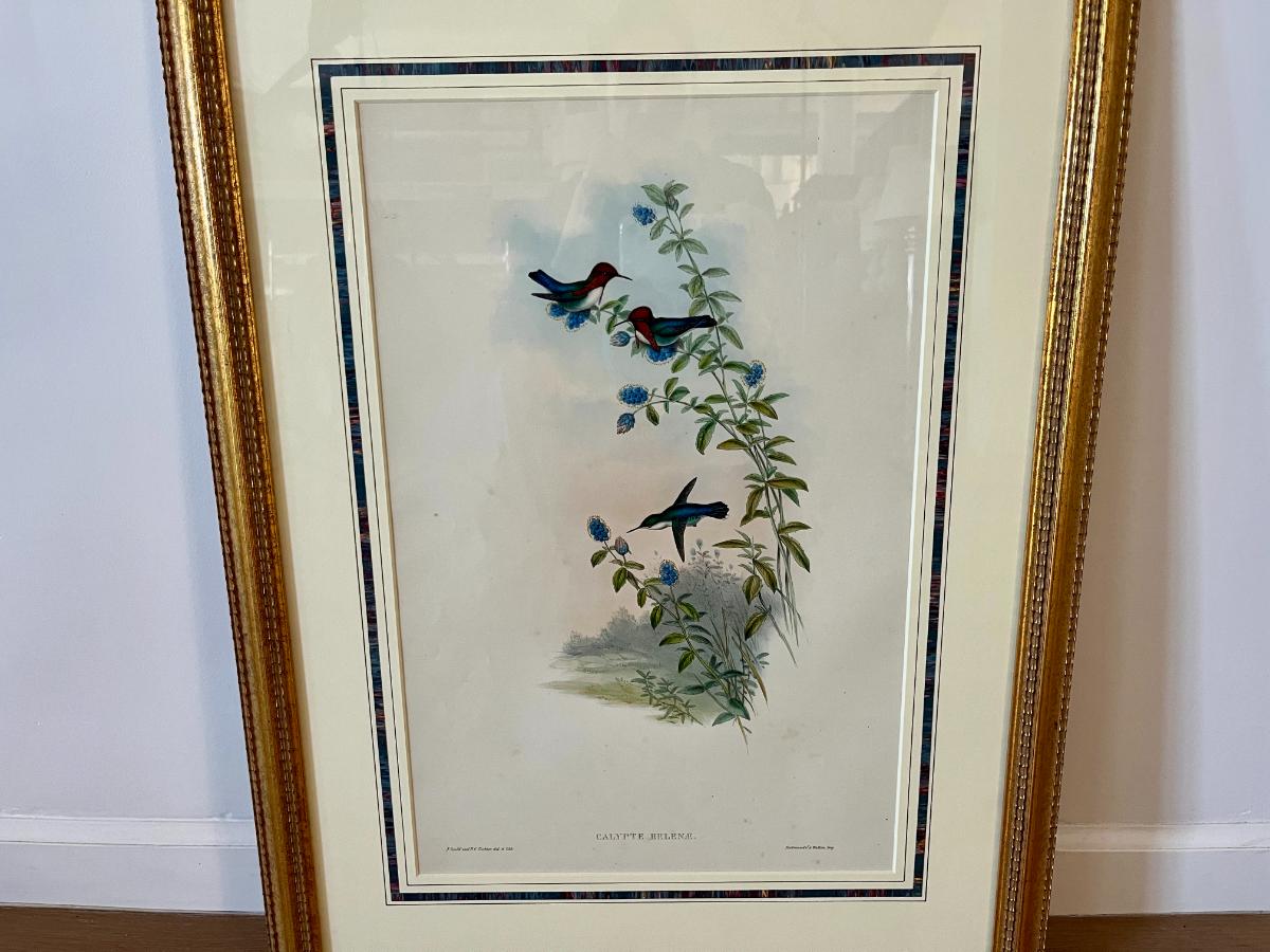 John Gould & H.C. Richter Original Hand-Colored Lithograph, Family of Hummingbirds