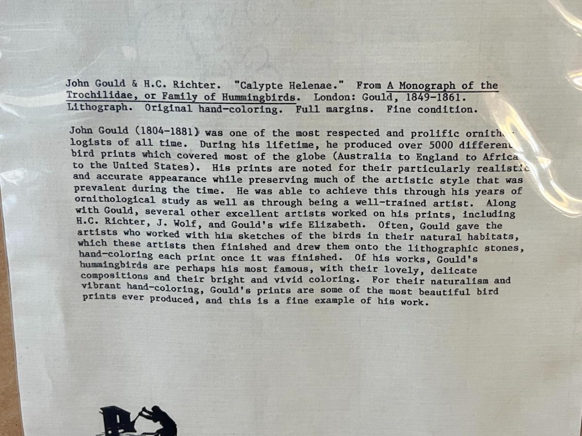 John Gould & H.C. Richter Original Hand-Colored Lithograph, Family of Hummingbirds