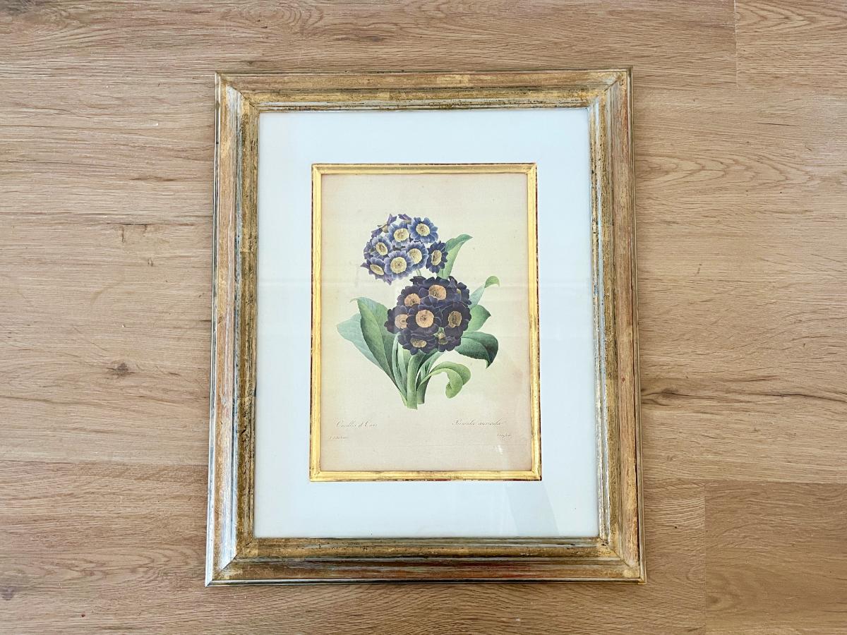 Trowbridge Gallery Framed Botanical Print after Pierre Joseph Redoute
