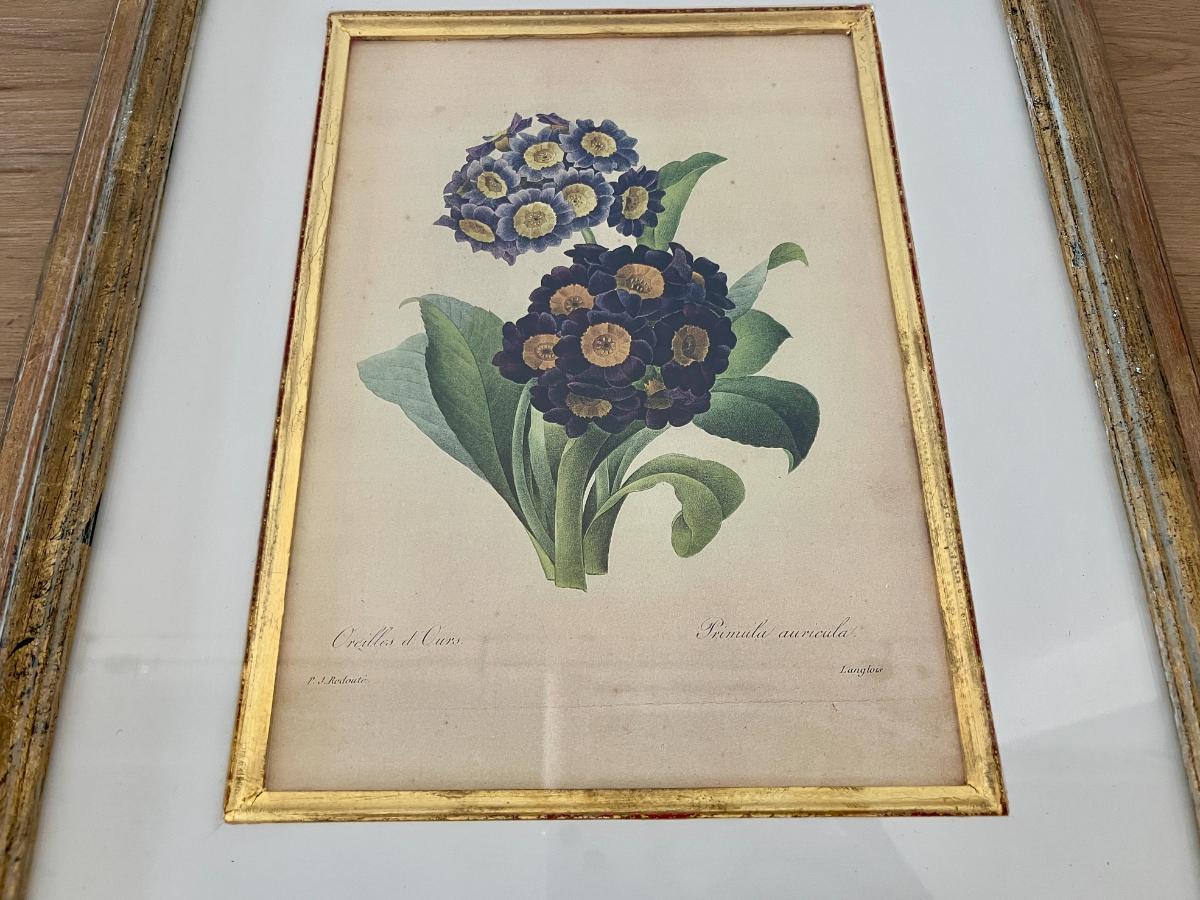 Trowbridge Gallery Framed Botanical Print after Pierre Joseph Redoute
