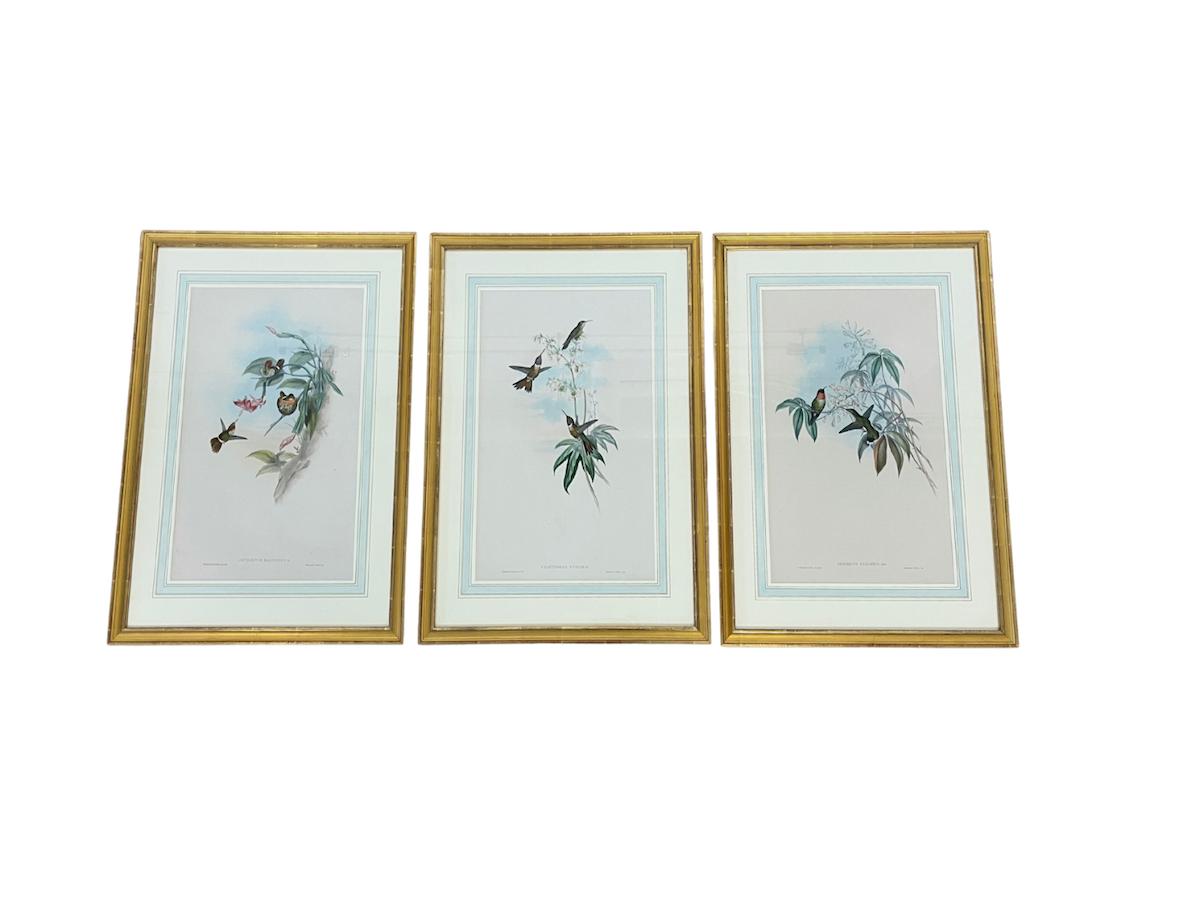 19th Century John Gould & H.C. Richter Hand-Colored Bird Lithographs, Framed, Set of 3