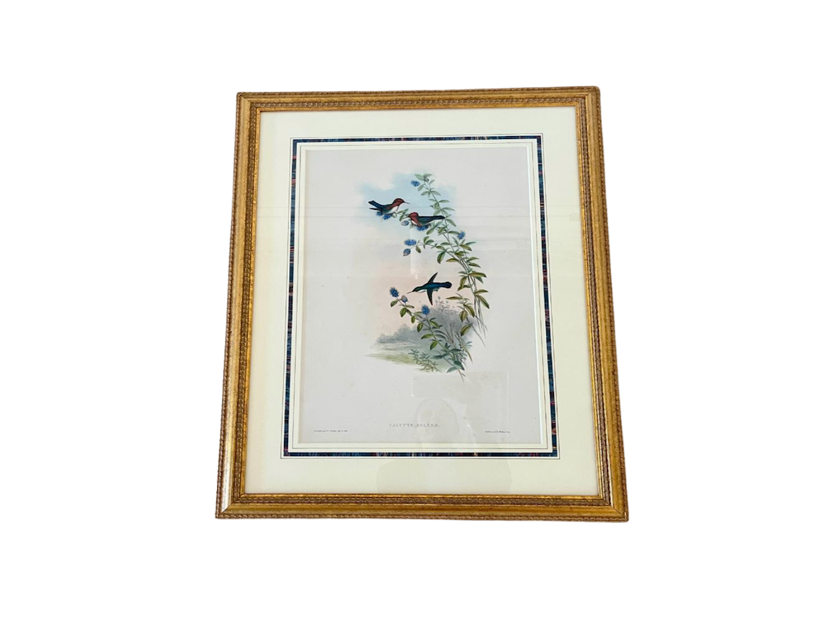John Gould & H.C. Richter Original Hand-Colored Lithograph, Family of Hummingbirds