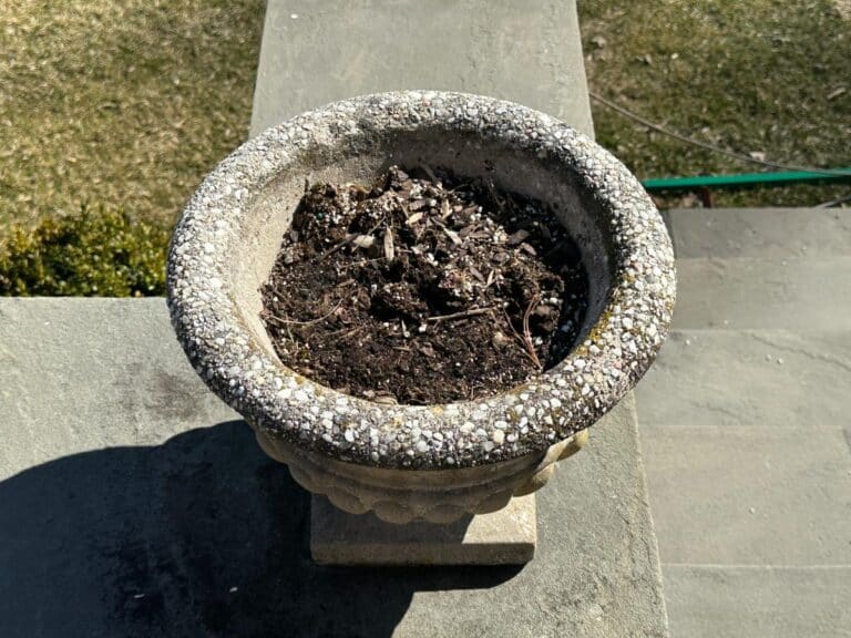 A Pair of Stone Garden Urns Planters filled with dried leaves and soil sits on a concrete step in sunlight.