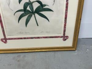 Set of 6 framed botanical prints by Pierre Joseph Redoute featuring a plant with green leaves on a white background and a pink patterned border.