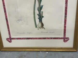 Pierre Joseph Redoute Botanicals set includes 6 framed illustrations, featuring a Hemarthria plant in a gold frame with pink corners.
