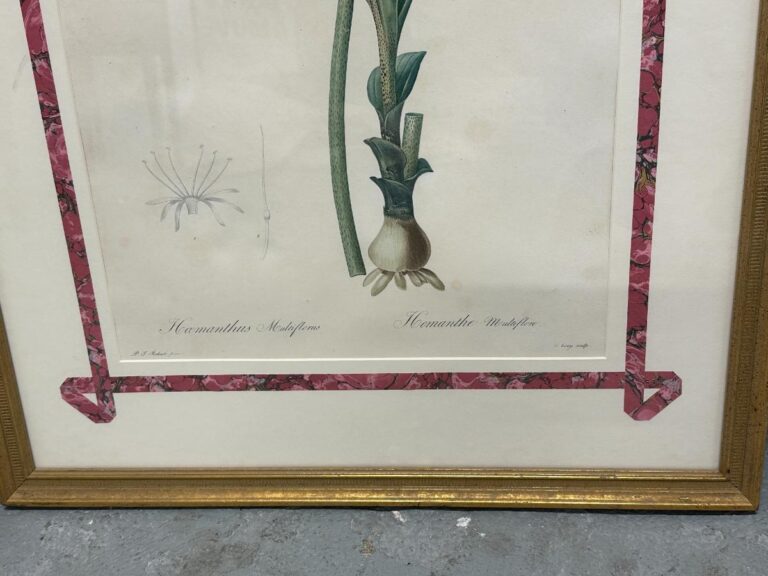 Pierre Joseph Redoute Botanicals set includes 6 framed illustrations, featuring a Hemarthria plant in a gold frame with pink corners.