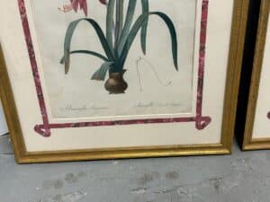 Set of 6 Pierre Joseph Redoute Botanicals, framed with an Amaryllis featuring pink ribbon accents, displayed on a concrete floor.