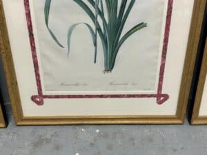 Set of 6 Pierre Joseph Redoute Botanicals with a flowering plant design, featuring a pink border and a golden frame.