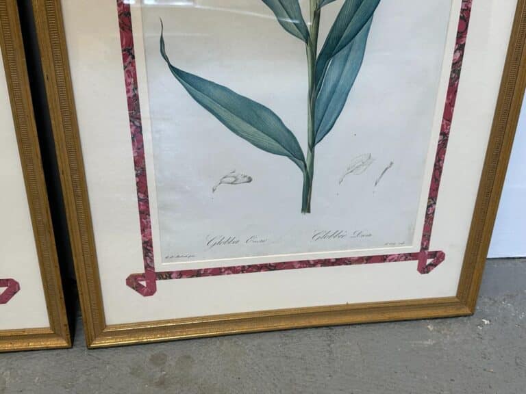 Framed botanical illustration from the set "Pierre Joseph Redoute Botanicals, Framed, Set of 6" featuring a plant with green leaves, a red border, and a gold frame.