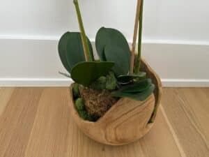 Green orchid leaves and moss in a round wooden planter on a light wooden floor near a white wall.